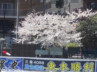 桜